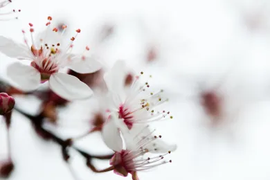 blumenblüte